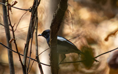 Copsychus albospecularis