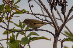 Phylloscopus collybita
