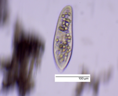 Paramecium