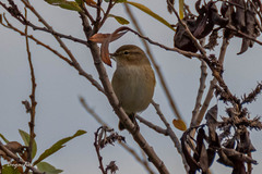 Phylloscopus collybita