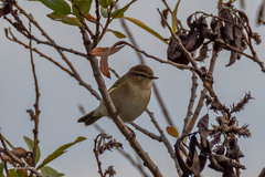 Phylloscopus collybita
