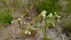 Pteridium aquilinum capense
