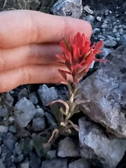 Castilleja lindheimeri