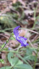 Salvia forskaehlei