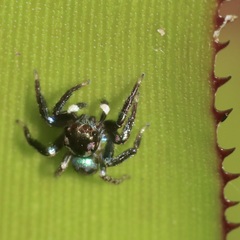 Euophryini