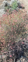 Dyerophytum africanum