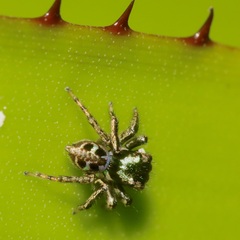 Euophryini