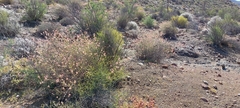 Dyerophytum africanum