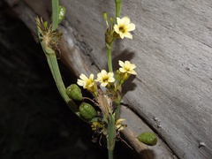 Sisyrinchium striatum
