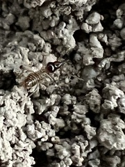 Tenuirostritermes