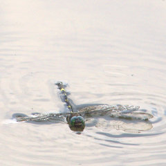 Macromia