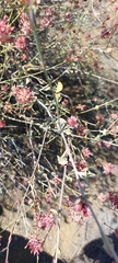 Dyerophytum africanum