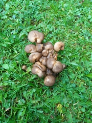 Lyophyllum