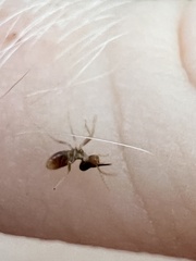 Tenuirostritermes