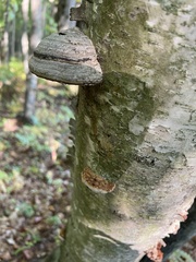 Fomes excavatus