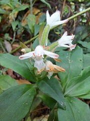 Herpysma longicaulis