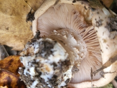 Tricholoma caligatum