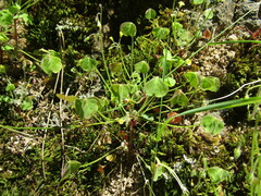 Oxalis laxa