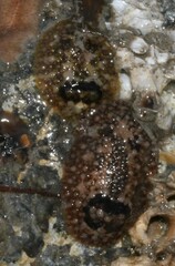 Onchidoris bilamellata
