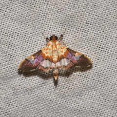 Aetholix flavibasalis