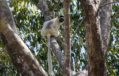Propithecus verreauxi