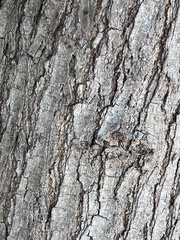 Phytophthora ramorum