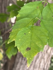 Phytophthora ramorum