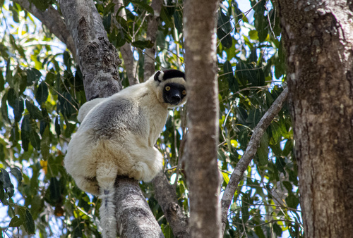 Verreaux's Sifaka