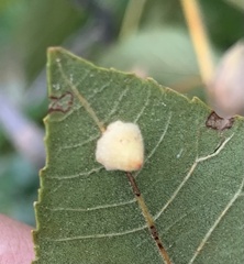 Caryomyia sanguinolenta