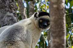 Propithecus verreauxi