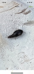 Sepedophilus
