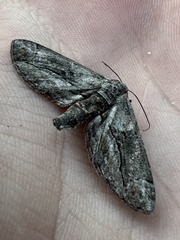 Holochroa dissociarius