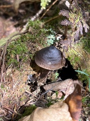Psathyrella bipellis