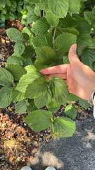 Viburnum rafinesqueanum