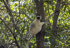 Propithecus verreauxi