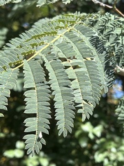 Albizia julibrissin