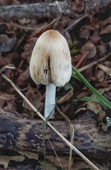 Coprinellus micaceus