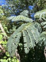 Albizia julibrissin