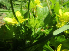 Ranunculus muricatus