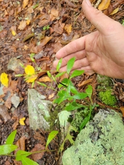 Hieracium paniculatum