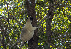 Propithecus verreauxi