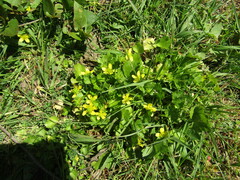 Ranunculus muricatus