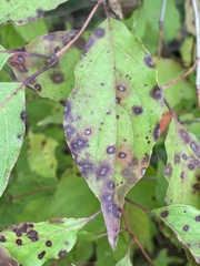 Parallelodiplosis subtruncata