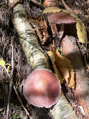 Psathyrella bipellis