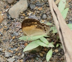 Cupha myronides