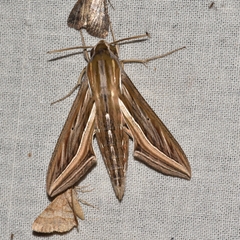 Hippotion celerio