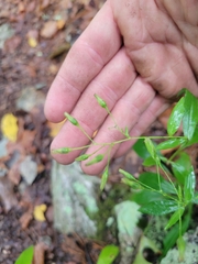 Hieracium paniculatum