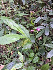 Phaius mishmensis
