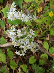 Symphyotrichum urophyllum