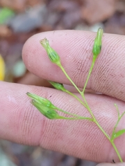 Hieracium paniculatum